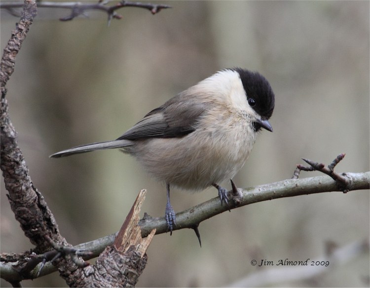 Willow Tit Haughmond 31 1 09  IMG_0541